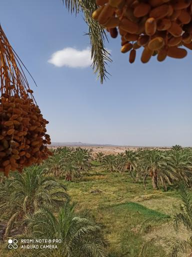 عکس نرماشیر