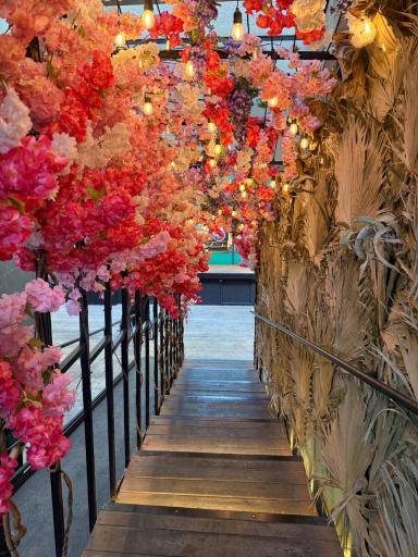 عکس اوبسو شف