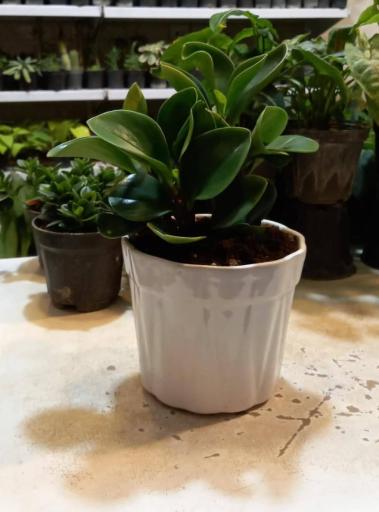 عکس گل فروشی بوژان