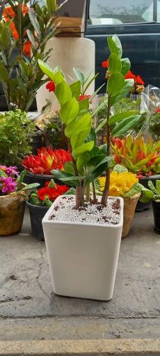 عکس گل فروشی بوژان