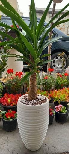 عکس گل فروشی بوژان