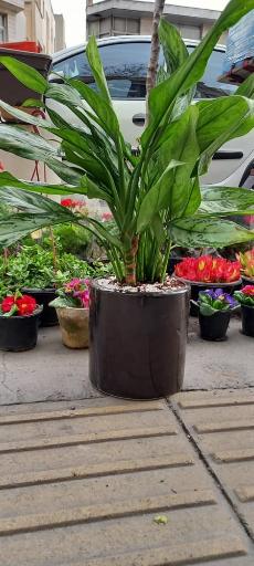 عکس گل فروشی بوژان