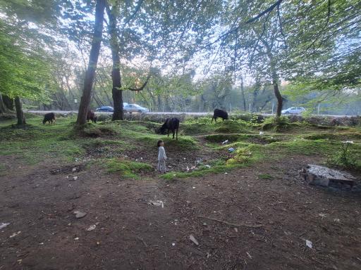 عکس پارک جنگلی ایزد شهر