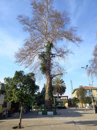 عکس آرامگاه امامزاده عباس 