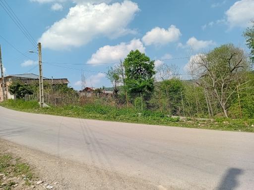 عکس جنگل اندار گلی