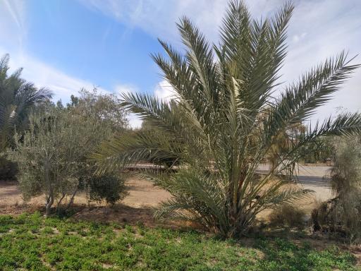 عکس پارک لاله