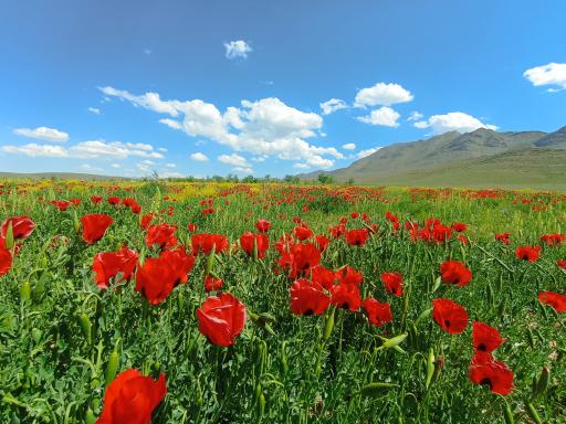 عکس ایجان
