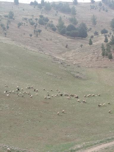 عکس بوستان بلوط