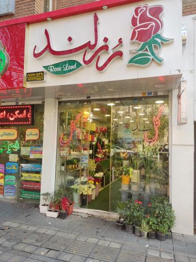 عکس گل فروشی رز