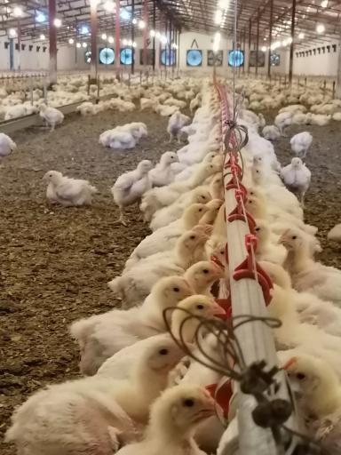 عکس مرغ فروشی وپخش مرغ سبلان سبز