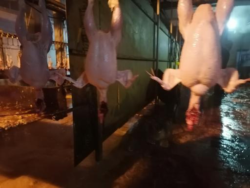 عکس مرغ فروشی وپخش مرغ سبلان سبز