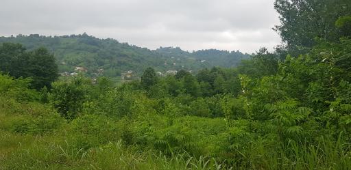 عکس پرشکوه