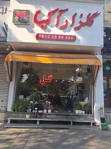 عکس گلزار آکمیا