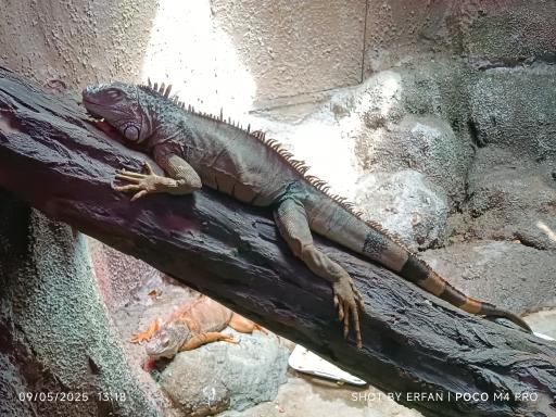 عکس باغ خزندگان