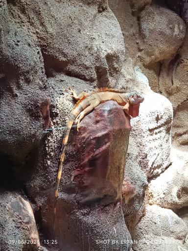 عکس باغ خزندگان