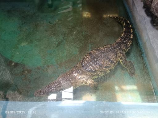 عکس باغ خزندگان