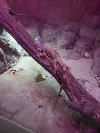 باغ خزندگان