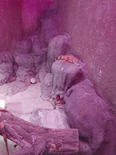 باغ خزندگان