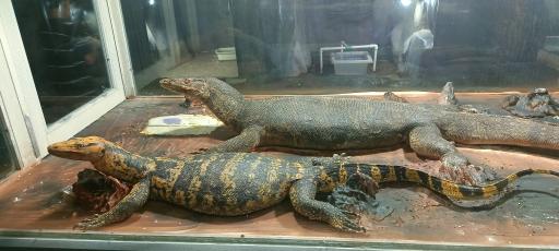 عکس باغ خزندگان