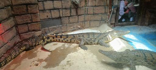 عکس باغ خزندگان