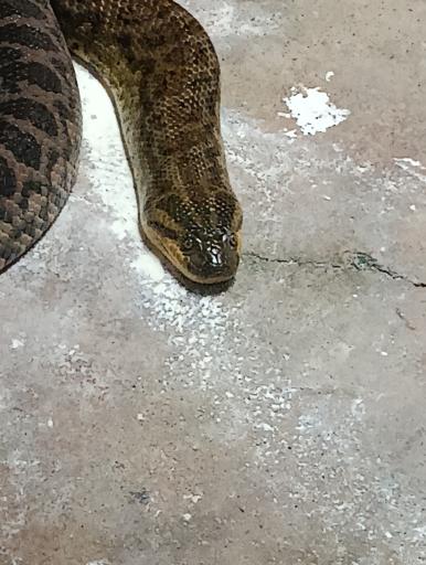 عکس باغ خزندگان