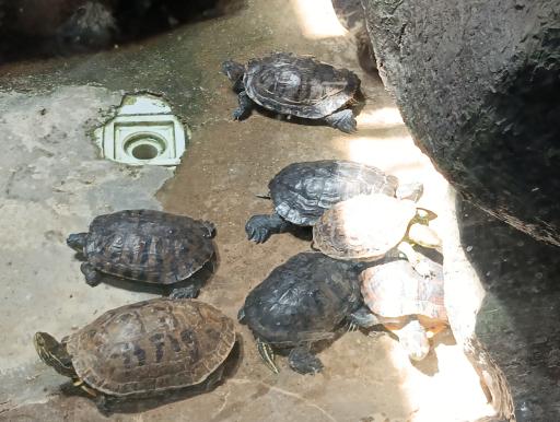 عکس باغ خزندگان