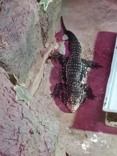 عکس باغ خزندگان