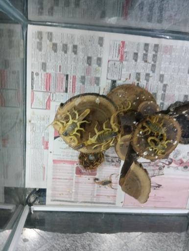 عکس باغ خزندگان