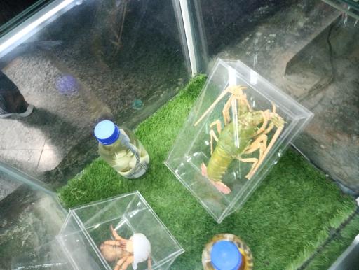 عکس باغ خزندگان