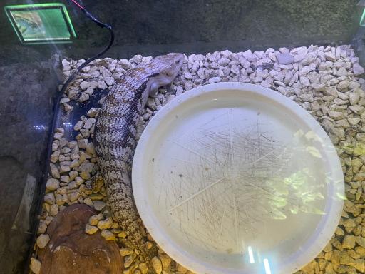 عکس باغ خزندگان