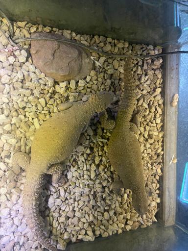 عکس باغ خزندگان