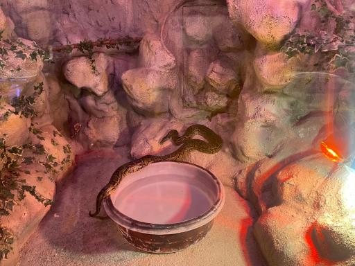 عکس باغ خزندگان