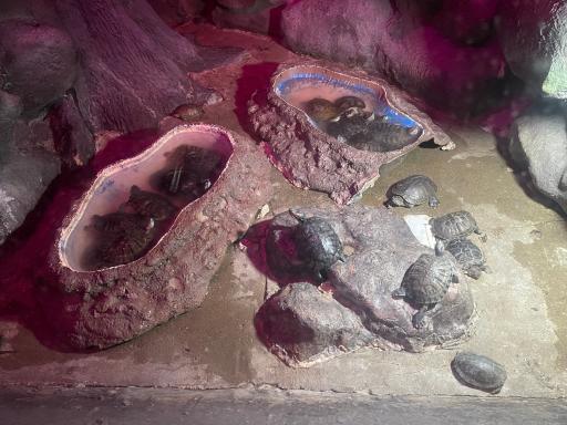 عکس باغ خزندگان