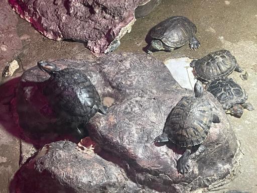 عکس باغ خزندگان