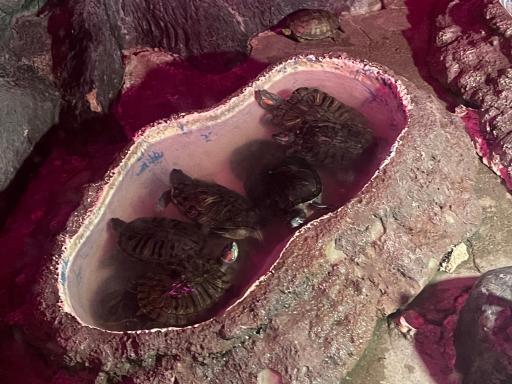 عکس باغ خزندگان