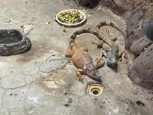 عکس باغ خزندگان