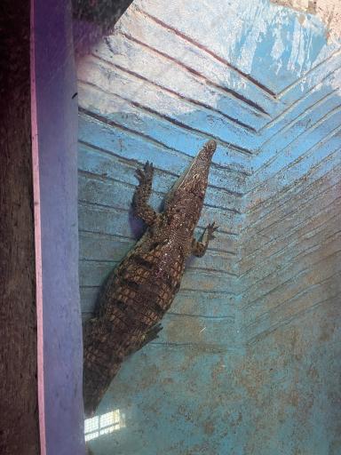 عکس باغ خزندگان