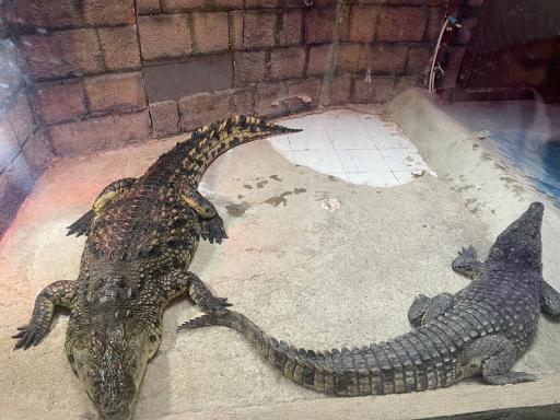 عکس باغ خزندگان