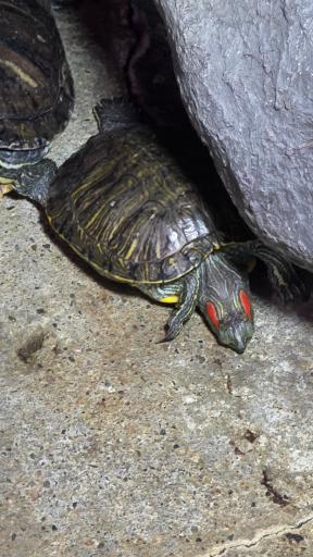 عکس باغ خزندگان