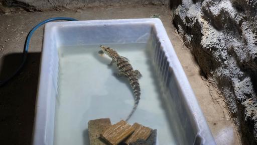 عکس باغ خزندگان