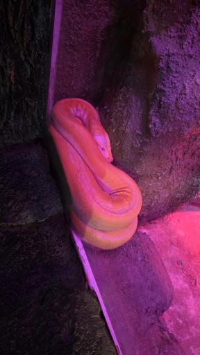 عکس باغ خزندگان