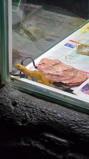 عکس باغ خزندگان