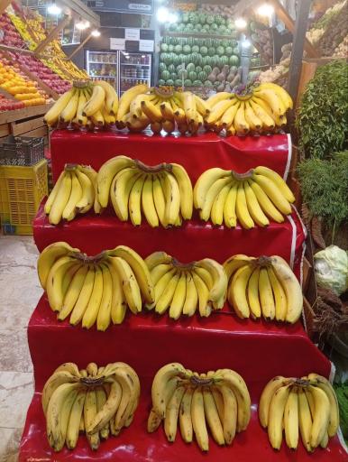 عکس هایپر میوه بلوط