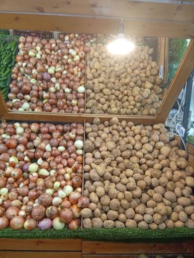 عکس هایپر میوه بلوط