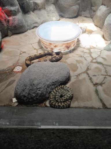 عکس باغ خزندگان