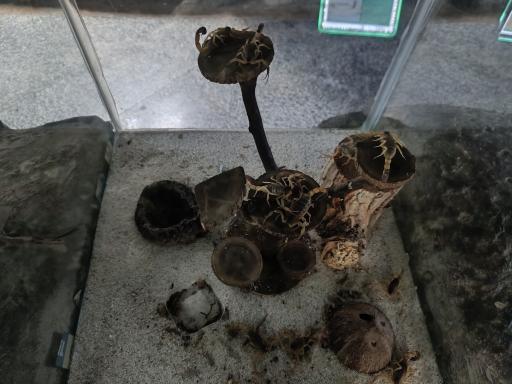 عکس باغ خزندگان