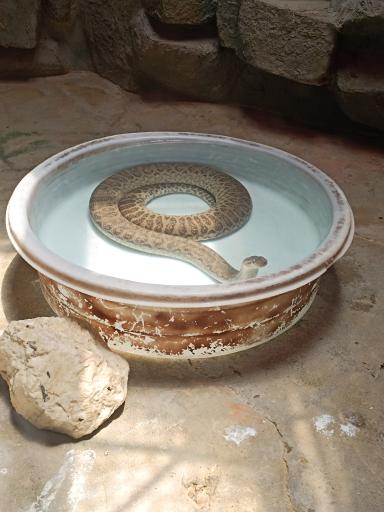 عکس باغ خزندگان