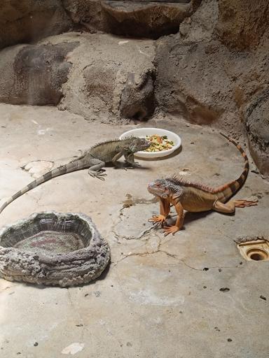 عکس باغ خزندگان