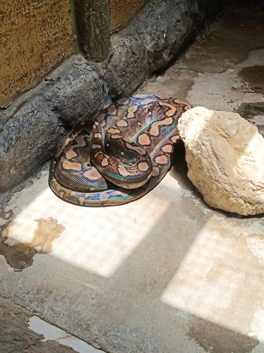 عکس باغ خزندگان