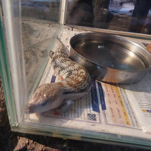 عکس باغ خزندگان